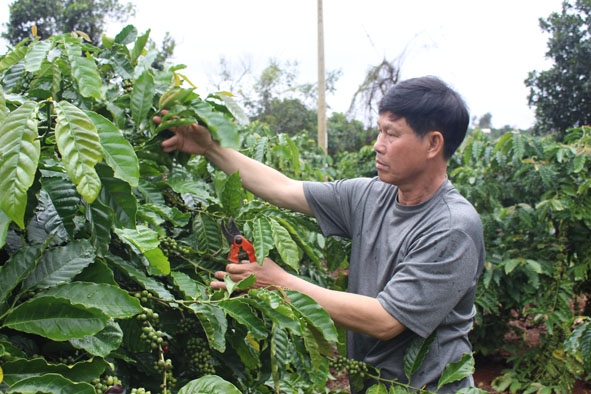 Ông Nguyễn Văn Phúc đang chăm sóc vườn cà phê của gia đình mình.  