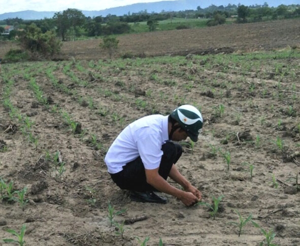 Cán bộ khuyến nông kiểm tra tình hình bệnh sâu keo mùa thu tại một ruộng ngô ở xã Cư Prao.  