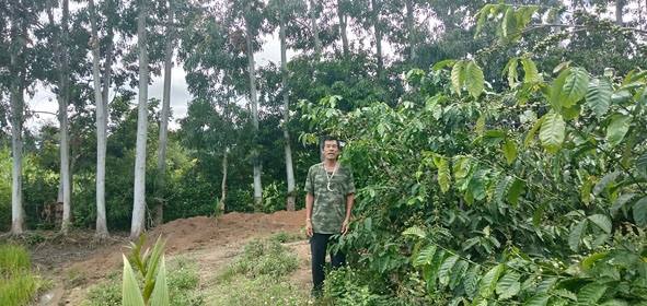 Rừng bạch đàn của gia đình ông Lê Văn Lọ (thôn 11) trồng bao quanh vườn cà phê.