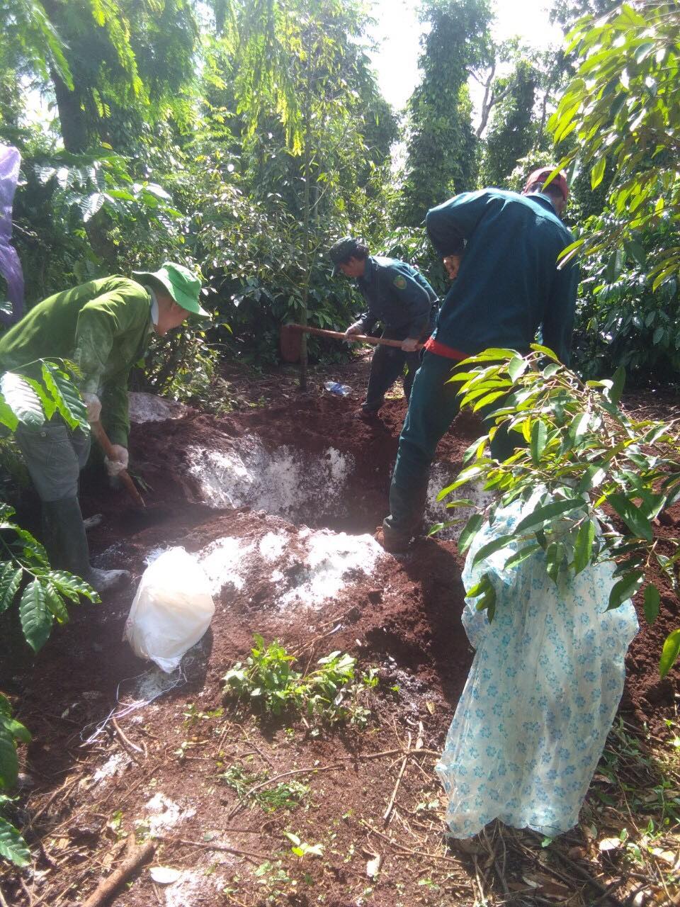 Chôn lấp heo nhiễm bệnh tại xã Ea M'droh (huyện Cư M'gar). 