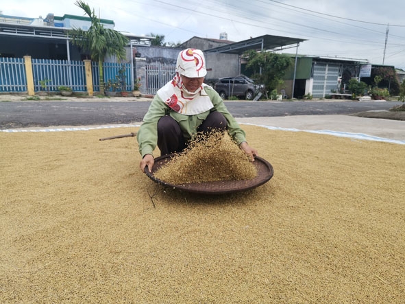 Lúa sau khi thu hoạch bị nhiều hạt lép, bà Nguyễn Thị Hợi phải sàng lọc lại.