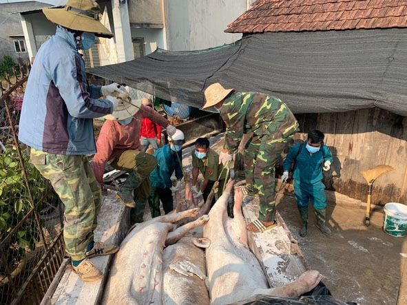 Lực lượng chức năng tiến hành tiêu hủy heo bị dịch tả heo châu Phi ở xã Ea Bông huyện Krông Ana. 