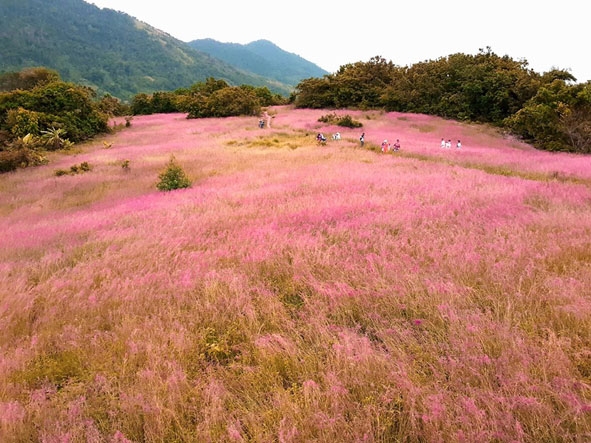 Đồi cỏ hồng quyến rũ ở thảo nguyên M'Đrắk.  