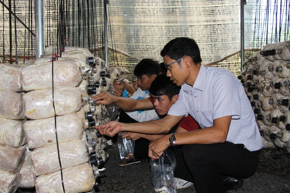 Thầy Nguyễn Sỹ Hạnh, Bí thư Đoàn trường (ngoài cùng) hướng dẫn học sinh thu hoạch nấm.