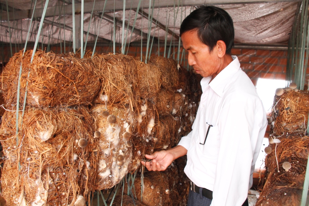 Mô hình trồng nấm rơm đem lại hiệu quả kinh tế cao của một hộ dân ở xã Quảng Điền.