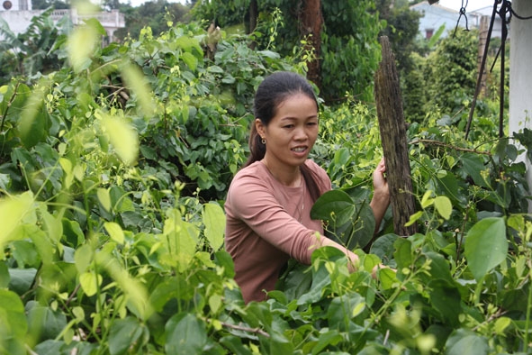 Chị Sầm Thị Thuyết (thôn Tam Hiệp) bên vườn rau bò khai của gia đình mình.