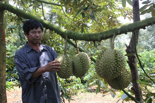 Vườn sầu riêng xen canh cà phê ở huyện Krông Pắc