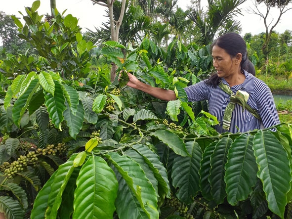 Chị Nguyễn Thị Ba chăm sóc vườn cà phê.  