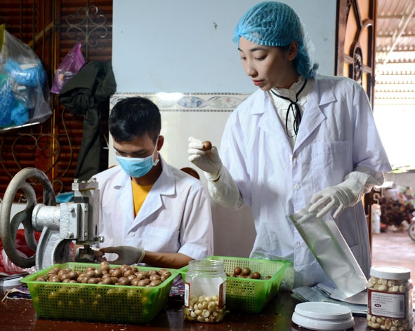 Giám đốc Công ty Cổ phần Damaca Nguyên Phương Nguyễn Thị Thu Phương kiểm tra chất lượng hạt mắc ca tại xưởng sản xuất.
