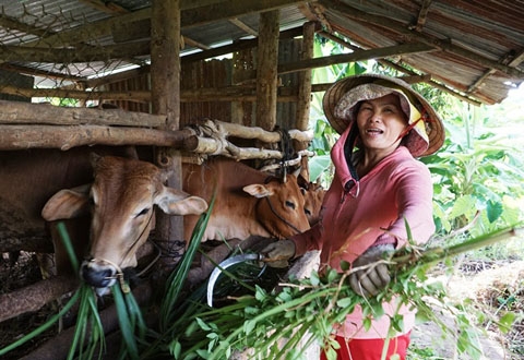 Mô hình nuôi bò nhốt đã giúp nhiều gia đình ở huyện Krông Bông thoát nghèo. Ảnh: Khả Lê