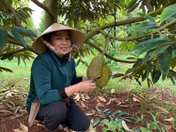 Vườn sầu riêng Monthong của gia đình bà Nguyễn Thị Thái Hà.  
