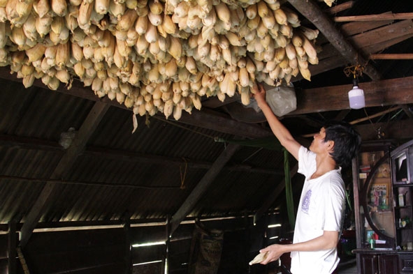 Anh Y Niêm Niê (thị trấn Ea Đrăng, huyện Ea H’leo) kiểm tra bắp giống bảo quản theo cách  truyền thống. 