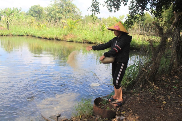 Mô hình nuôi cá của gia đình chị Nguyễn Thị Ngọc Huệ (phường Bình Tân, TX. Buôn Hồ). 
