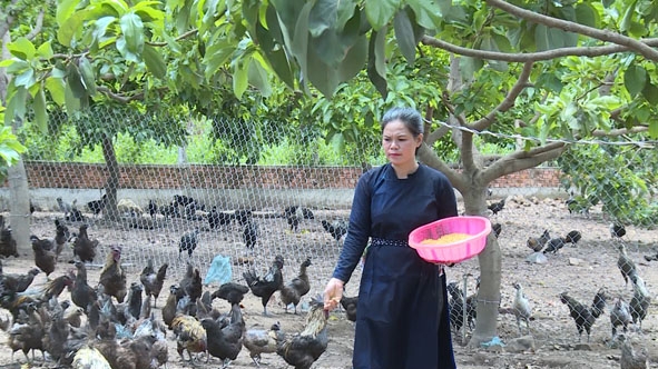 Chị Nông Thị Thu trong trang trại gà của gia đình.