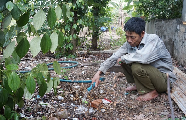 Gia đình ông Bùi Văn Hóa ở thôn 9, xã Tân Hòa thiếu nước tưới cho cây trồng vào mùa khô nên năng suất giảm mạnh. 