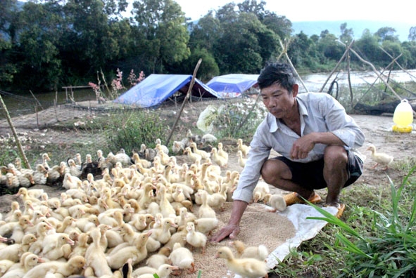Anh Nguyễn Hữu Đức chăm đàn vịt con trước khi cho chạy đồng.
