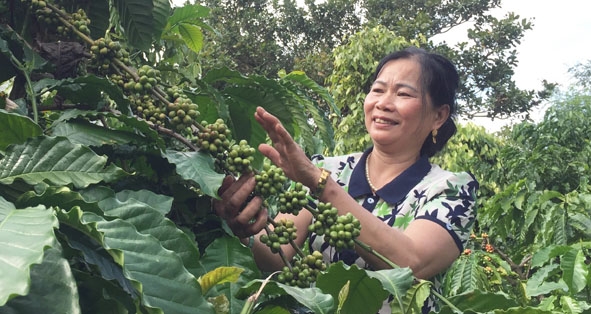 Chị Nguyễn Thị Liên  chăm sóc vườn cà phê của gia đình.  
