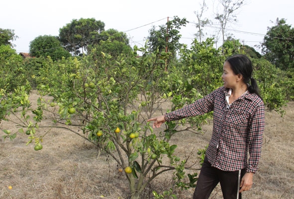 Diện tích trồng cam xoàn năm thứ 3 của ông Trần Văn Chinh hầu như ngưng sinh trưởng do bị vàng lá, thối rễ.