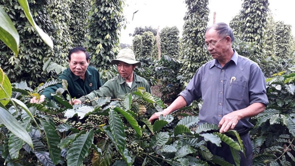 CCB Lê Quang Nguyên (giữa) chia sẻ cách xây dựng mô hình đa cây với cán bộ Hội CCB huyện Krông Búk. 