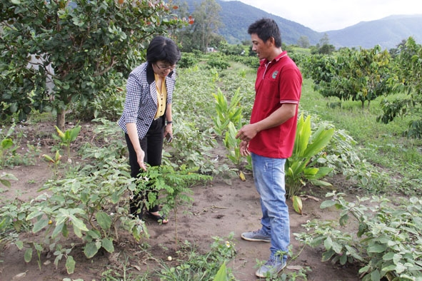 Anh Trần Văn Tuấn giới thiệu về ý tưởng trồng cây gỗ lớn để tạo môi trường nhân giống cây dược liệu có nguồn gốc từ rừng Chư Yang Sin.