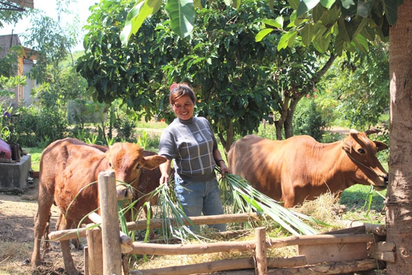 Chị H’BDưn ở buôn Kniêl (xã Vụ Bổn) chăm sóc đàn bò do Ủy ban MTTQVN huyện hỗ trợ.
