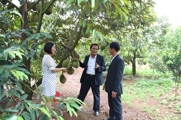 Sản phẩm trái cây của huyện Krông Năng được đưa vào Chương trình OCOP. 
