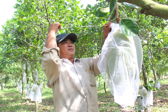 Anh Nguyễn Văn Huệ (thôn 1, xã Ia R'vê, huyện Ea Súp) sử dụng vốn tín dụng chính sách  để đầu tư chăm sóc vườn mít. 