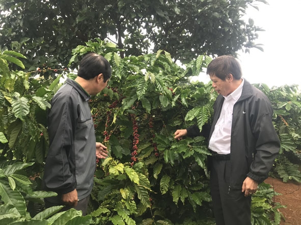 Cán bộ Agribank Đắk Lắk kiểm tra vườn cà phê tái canh đã cho thu hoạch của Công ty Cà phê 720.