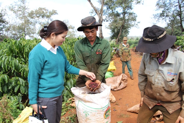 Cán bộ Hiệp hội kiểm tra thực tế tại vườn cây của đơn vị được cấp quyền chỉ dẫn địa lý Cà phê Buôn Ma Thuột. 