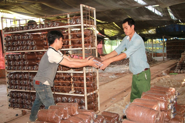 Sản xuất nấm tại Hợp tác xã nấm linh chi và dịch vụ nông nghiệp huyện Krông Ana.  Ảnh: N. Xuân