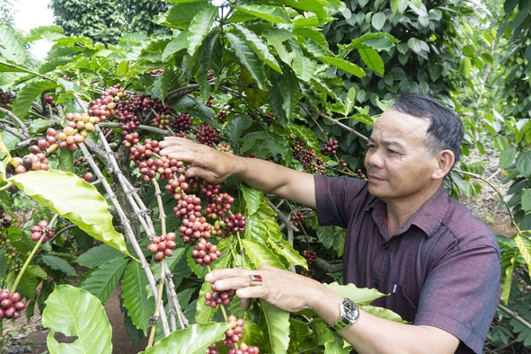 Ông Trần Viết Công, Giám đốc HTX Nông nghiệp Bền Vững kiểm tra tỷ lệ quả cà phê chín trên rẫy  của hội viên.   