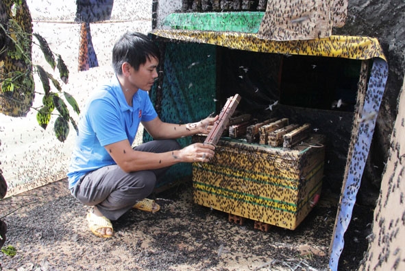 Anh Nguyễn  Kiều Hưng  kiểm tra  và thu trứng ruồi lính đen.  