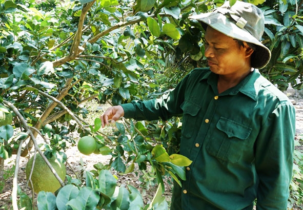 Vườn trái cây của gia đình ông Y Ken Lưk ở buôn Trí A, xã Krông Na bắt đầu cho quả bói.  