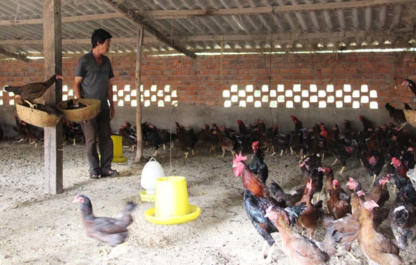 Trang trại chăn nuôi gà trên địa bàn xã Hòa Phú (TP. Buôn Ma Thuột). 