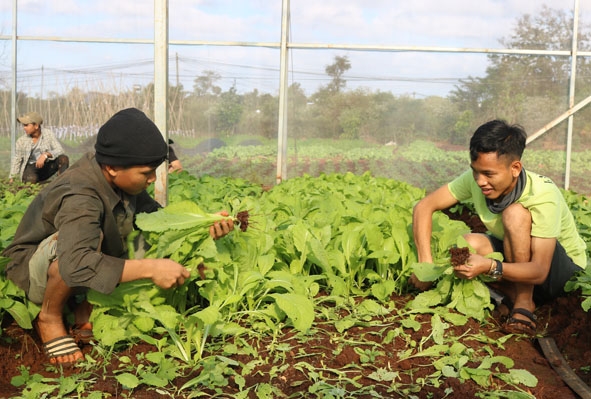 Các em học sinh ở Nhà lưu trú sắc tộc Têrêsa tham gia thu hoạch rau.