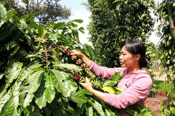  Được vay vốn  từ Quỹ Phụ nữ  tiết kiệm  của Chi hội  Phụ nữ thôn  Cao Thắng,  chị Bùi Thị Trúc Giang có thêm  điều kiện  phát triển  kinh tế  gia đình. 