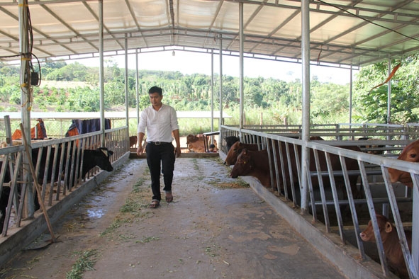 Trang trại nuôi bò Úc của anh Quang.