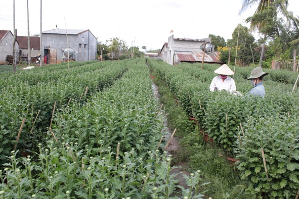Vườn cúc chuẩn bị cho thị trường Tết Canh Tý 2020 của gia đình chị Trần Thị Bích Trang (thôn 11, xã Tân Hòa, huyện Buôn Đôn).  