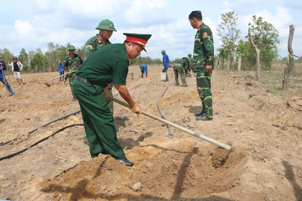 Cán bộ, chiến sĩ Đoàn Kinh tế Quốc phòng 737 làm đất giúp dân trồng mít Thái.  
