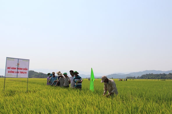 HTX Sản xuất và Dịch vụ nông nghiệp Thái Hải phối hợp xây dựng mô hình trình diễn về lúa nước tại cánh đồng xã Buôn Triết (huyện Lắk). 