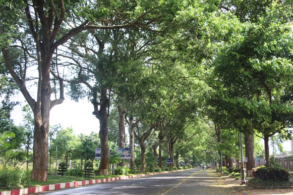 Đường Đam San rợp bóng cây xanh.