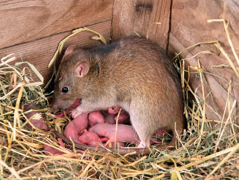 Loài chuột dũi NMR ở châu Phi có tuổi thọ dài và khả năng sinh sản cao.