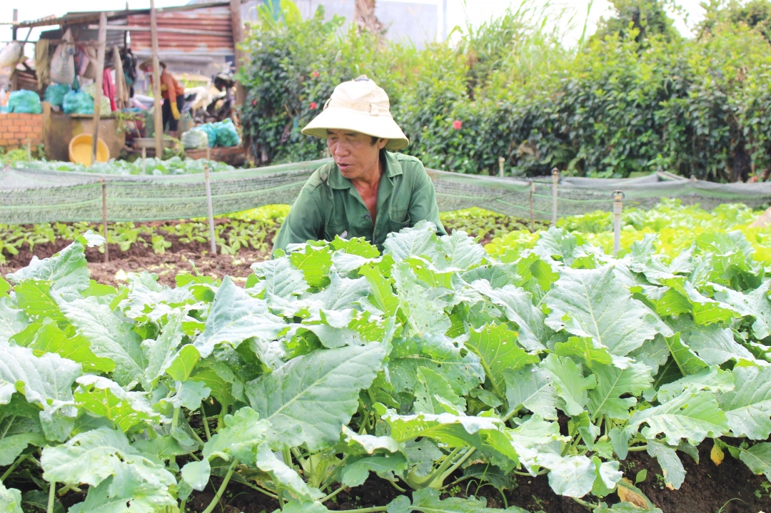 Ông Nguyễn Văn Khuynh (phường Tân Hòa, TP. Buôn Ma Thuột) đang chăm chút cho từng luống rau. Ảnh: T.Linh