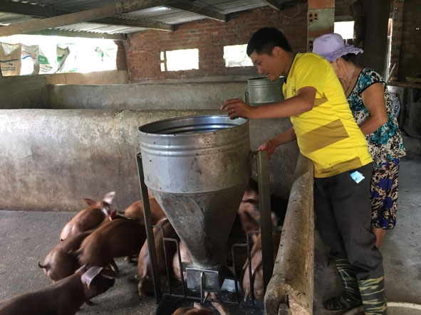 Nhiều hộ chăn nuôi trên địa bàn huyện M'Đrắk chuẩn bị mọi điều kiện tốt nhất để tái đàn vụ mới.