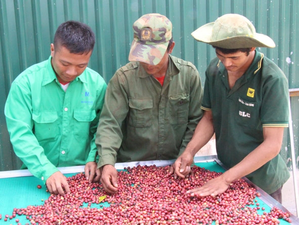 Nông dân xã Ea Kao, TP. Buôn Ma Thuột sàng lọc cà phê sau thu hoạch.