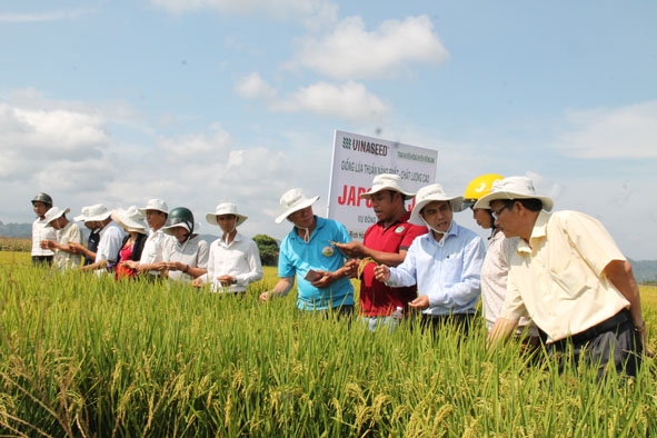 Tham quan mô hình đưa giống lúa mới vào sản xuất thử nghiệm ở xã Bình Hòa, huyện Krông Ana. 