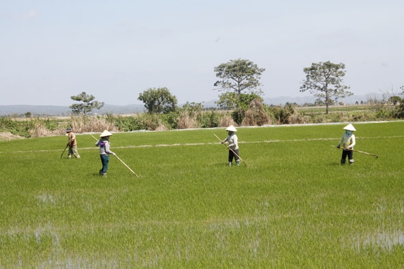 Nông dân xã Bình Hòa chăm sóc lúa vụ đông xuân năm 2019-2020.  