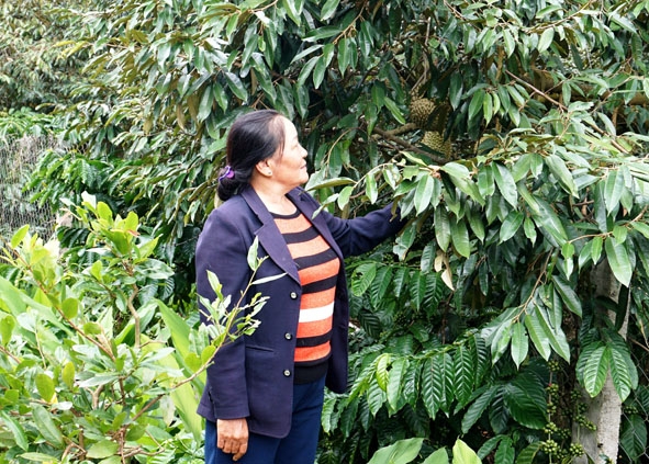 Mô hình cà phê xen sầu riêng mang lại hiệu quả kinh tế cao cho người dân xã Hòa Đông. 