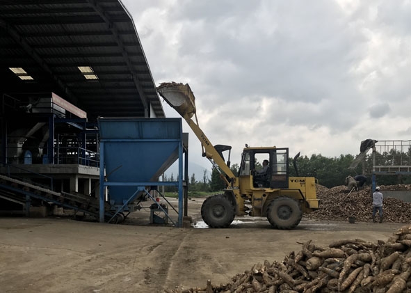 Công nhân nhập nguyên liệu tại Nhà máy sản xuất tinh bột sắn Công ty TNHH Khánh Dương Đắk Lắk. 