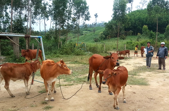 Đàn bò của thôn Ea Rớt  hiện nay đã lên đến gần 200 con. 